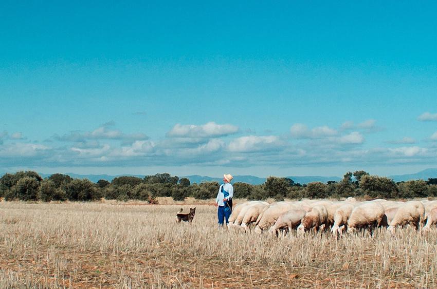Meseta